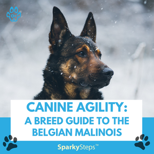 Canine Agility: A Breed Guide to the Belgian Malinois