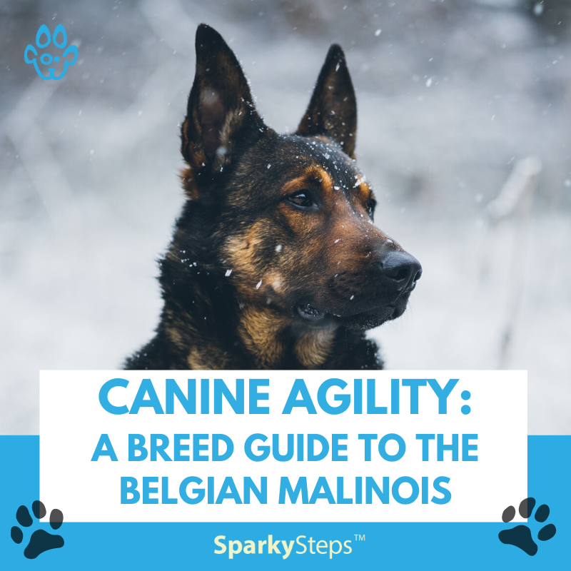 Belgian Malinois Breed Guide: Traits & Care Tips – Sparky Steps