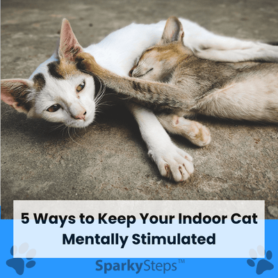 5 Simple Ways to Keep Your Indoor Cat’s Mind Busy