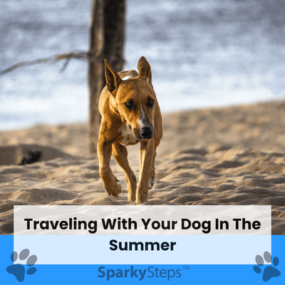 Traveling With Your Dog In The Summer