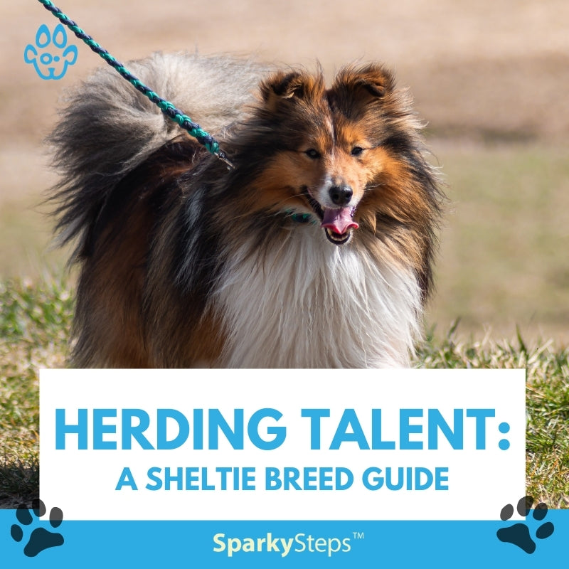 Herding Talent: A Sheltie Breed Guide – Sparky Steps