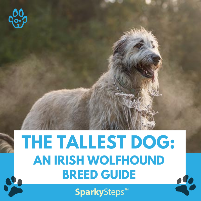 The Tallest Dog: An Irish Wolfhound Breed Guide – Sparky Steps