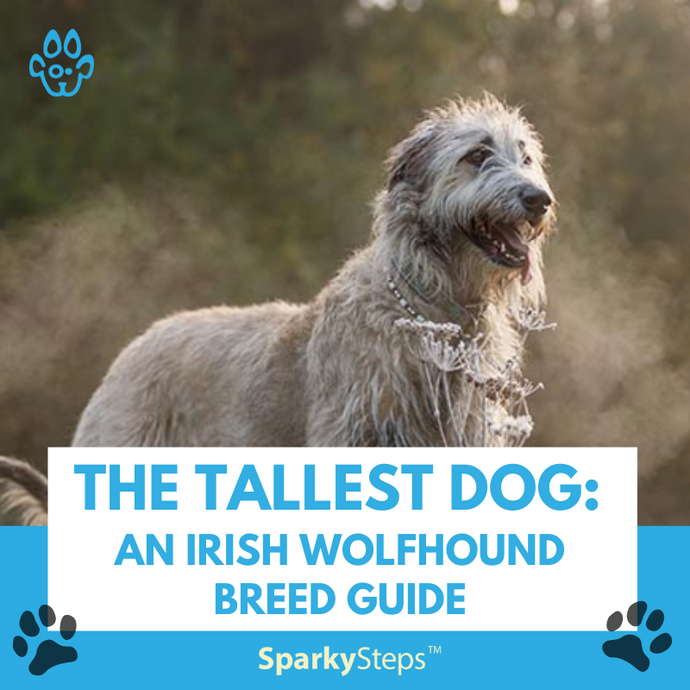 The Tallest Dog: An Irish Wolfhound Breed Guide