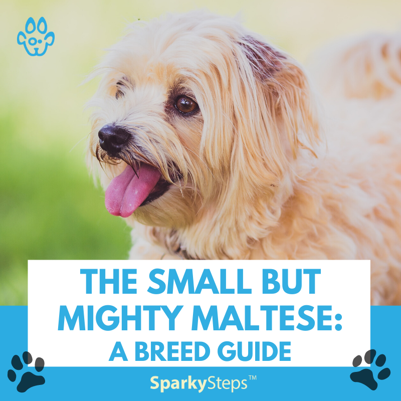 The Small But Mighty Maltese: A Breed Guide