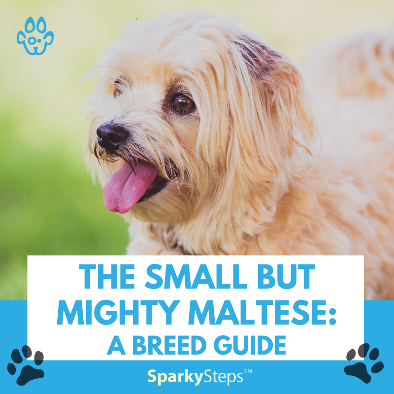 The Small But Mighty Maltese: A Breed Guide – Sparky Steps