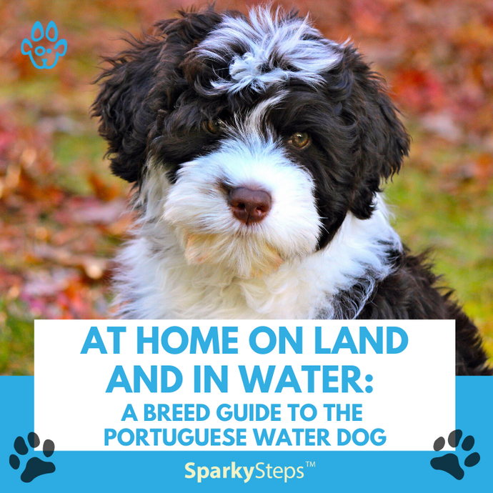 At Home on Land and in Water: A Breed Guide to the Portuguese Water Dog
