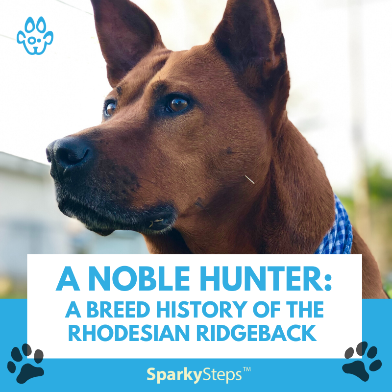 A Noble Hunter: A Breed History of the Rhodesian Ridgeback – Sparky Steps