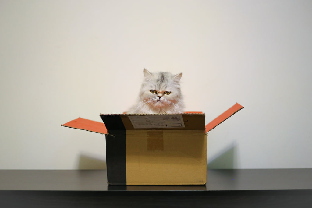 The No-Fuss Guide to Moving With a Pet