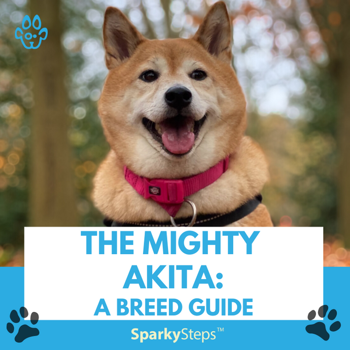 The Mighty Akita: A Breed Guide