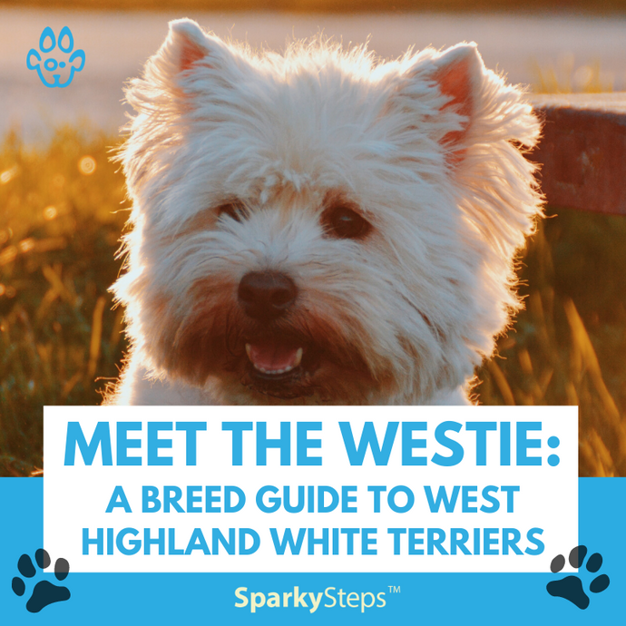 Meet the Westie: A Breed Guide to West Highland White Terriers