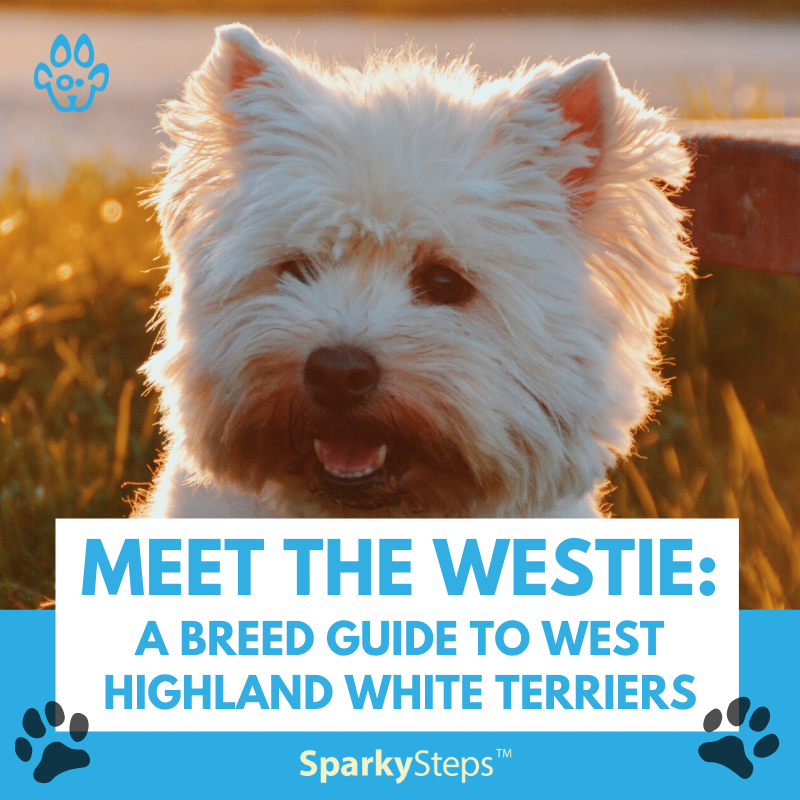 Westie best sale crate size