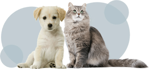 Sparky Steps animals decoration