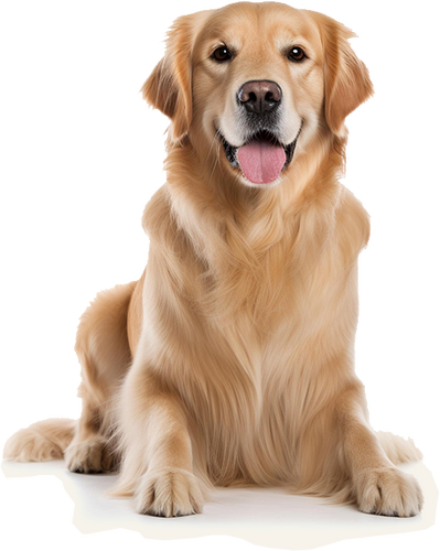 Happy Sparky Steps dog helper